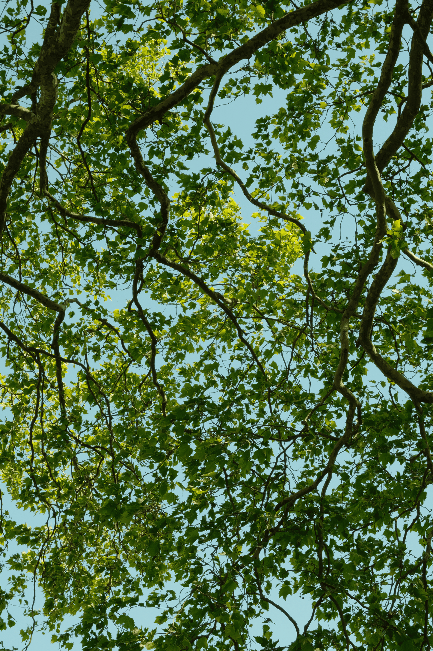 Regents Park Earrings