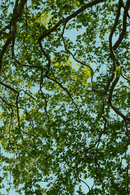 Regents Park Earrings
